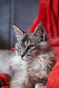 Maine Coon 1