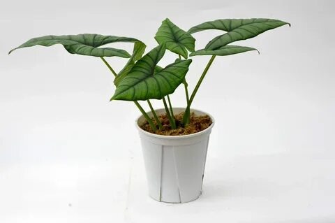 Top Benefits of Owning an Alocasia Plant