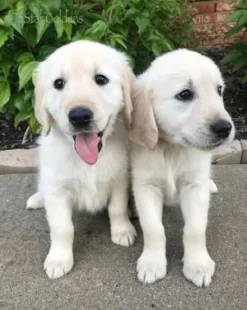 golden retriever puppies