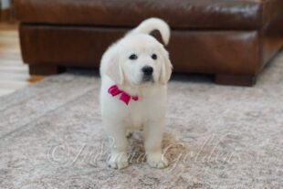 Englishcreamgoldenretrieverpuppiesforsale