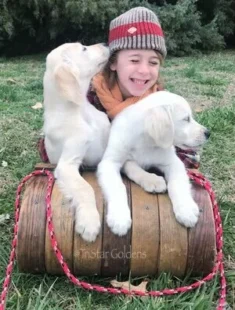 Golden Retrievers Nashville