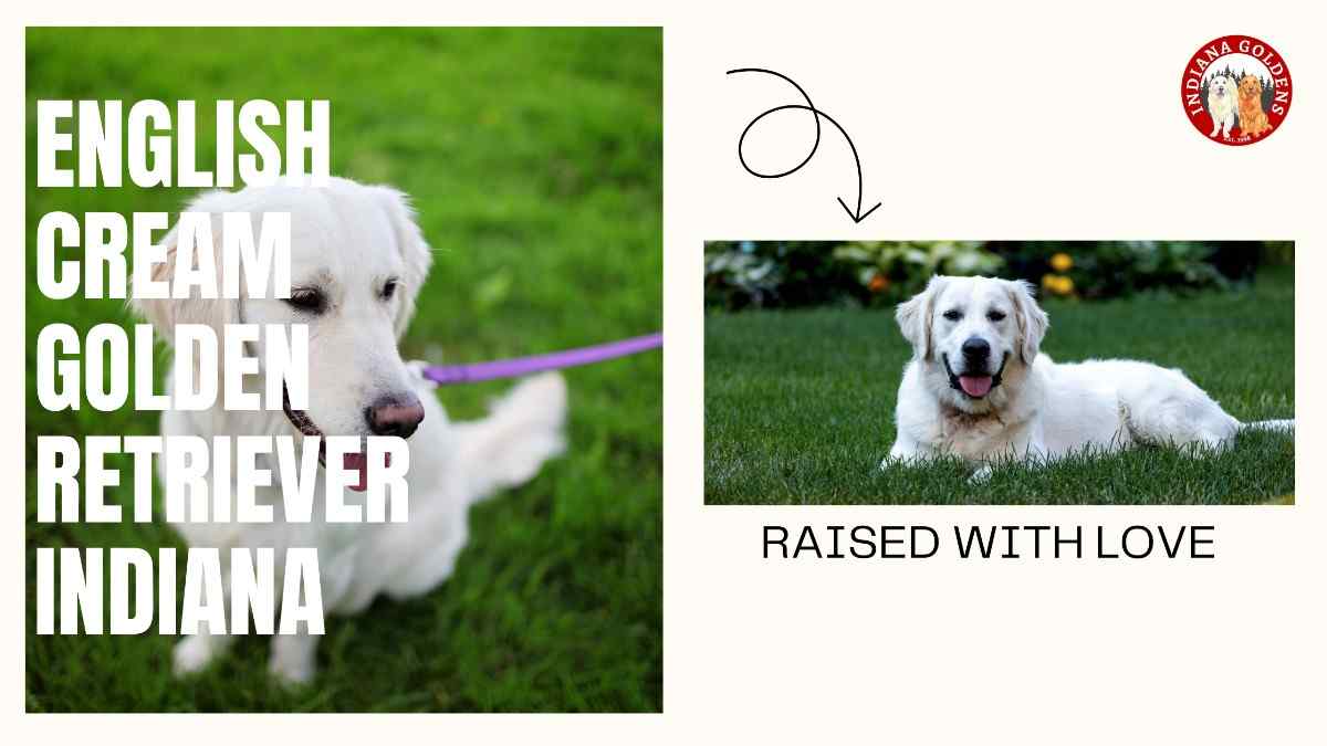 English Cream Golden Retriever Indiana- Best For Family