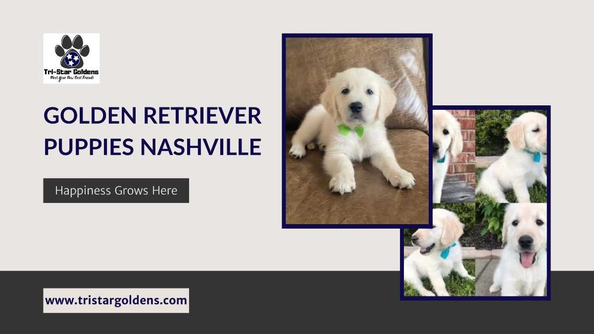 Find the Best Golden Retriever Puppies Nashville