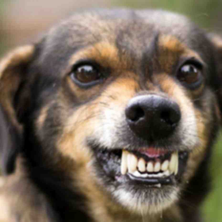 Dog Training For Aggressive Dogs