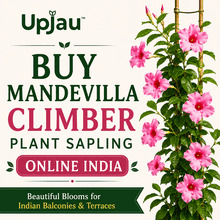 Mandevilla Climber Plant Sapling Online India