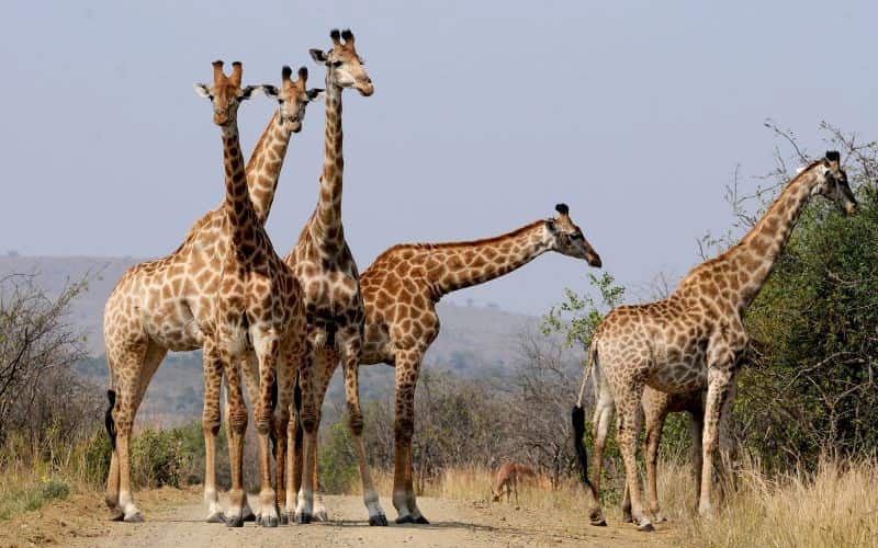 Top 10 National Parks in South Africa For Nature Lovers