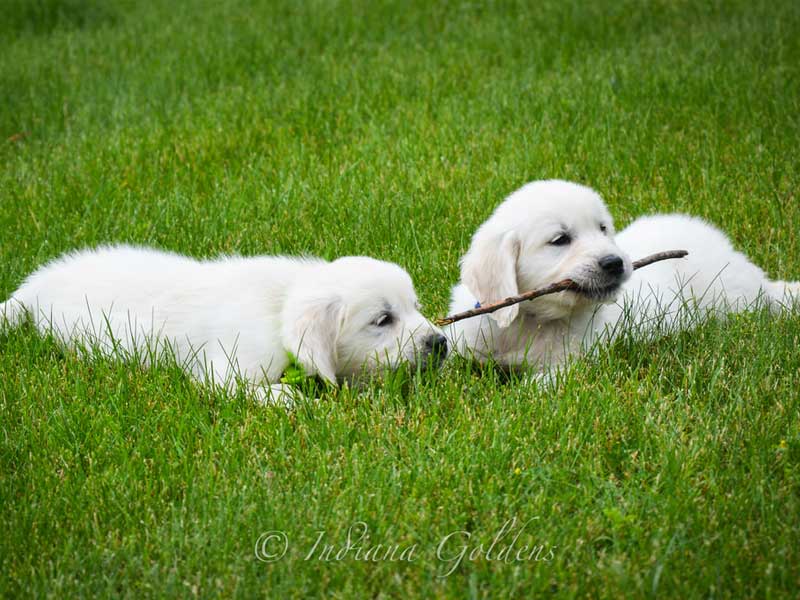 English Cream Golden Retriever Puppies Indiana: Get Your Perfect Companion