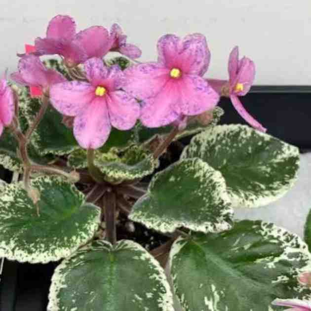 Club Project African Violet Seeds