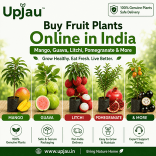 Buy Fruit Plants Online in India – Mango, Guava, Litchi, Pomegranate & More | Upjau